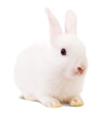 little-white-rabbit-isolated-on-white-background