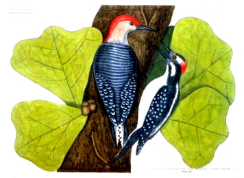 Catesby-Redheaded-Woodpecker