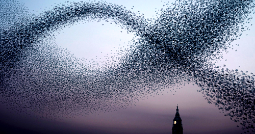 murmuration-of-starlings.jpg