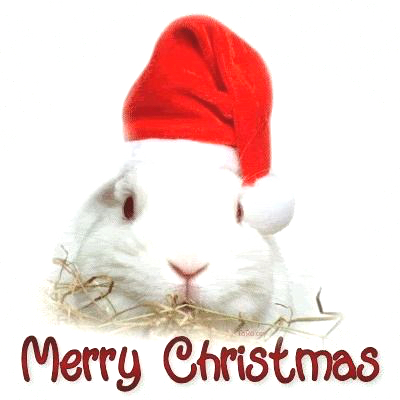 merry christmas rabbit
